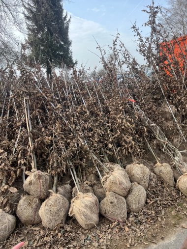 frühjahrskahle Bäume und wenig Rasen Garten der KitaHegenberg im Entstehen