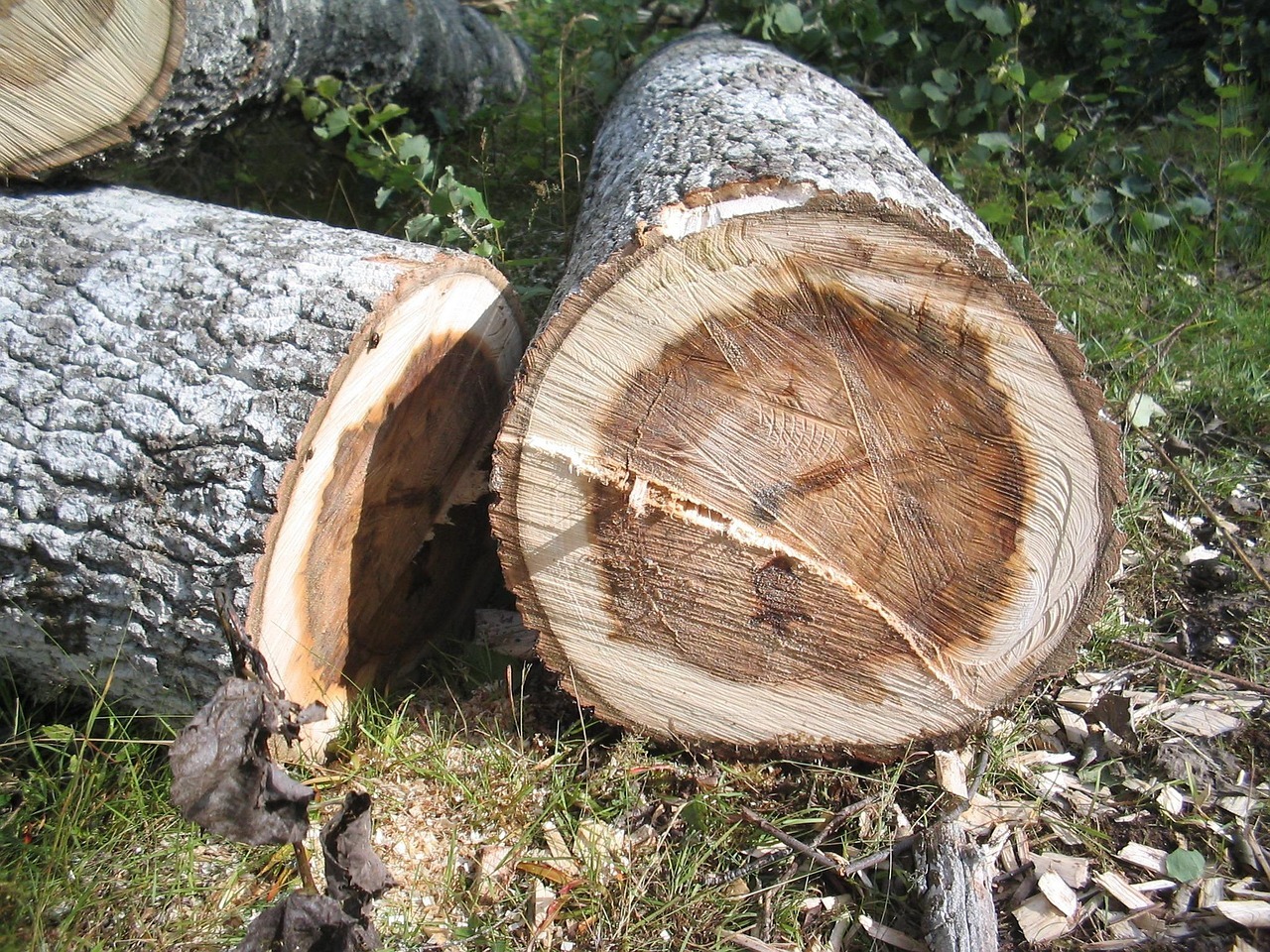 brauner umfangreicher gefällter Baumstamm mit Jahresringen