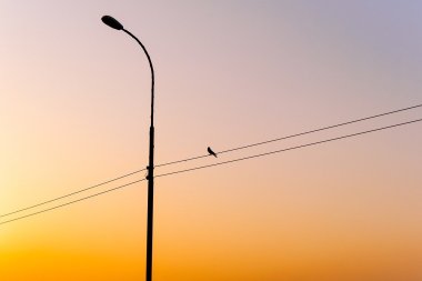 Straßenlaterne vor orangem Abendhimmel