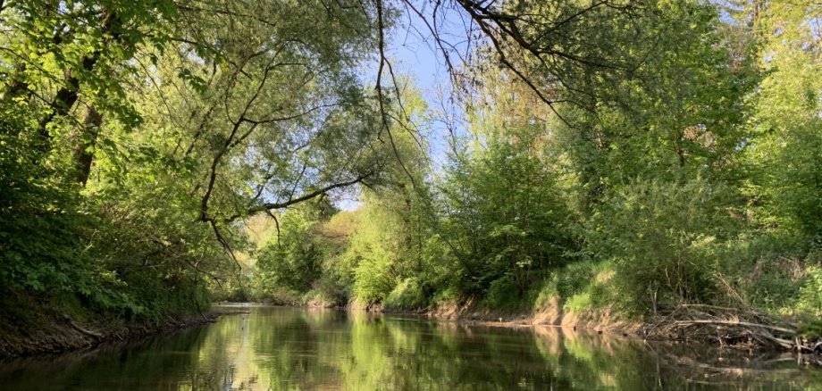 Der Fluss Schussen mit Bäumen am ufer