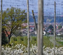 Fasnet Brochenzell Narren_neu.jpg