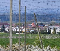 Fasnet Brochenzell Narren_neu.jpg