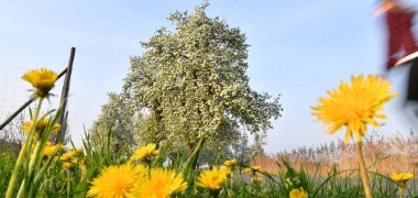 Frühjahr Löwenzahl Jogger.jpg
