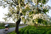 Frühjahr Obstbaum Radler.jpg