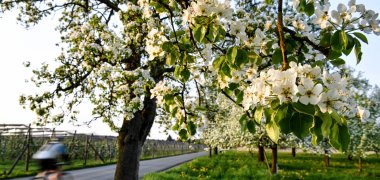 Frühjahr Obstbaum Radler.jpg